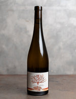 Paradosso 2021 Bianco 2021