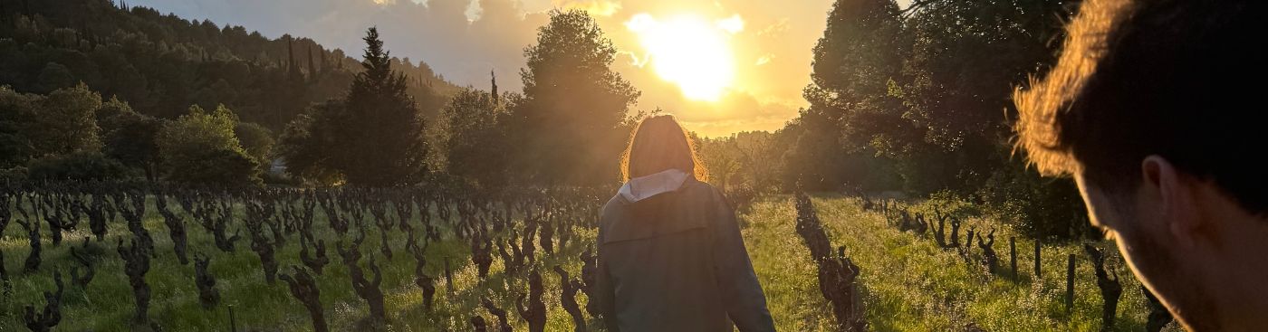 🍷 CANICULE & VIN NATUREL 🥵 Comment la vigne s'adapte ?