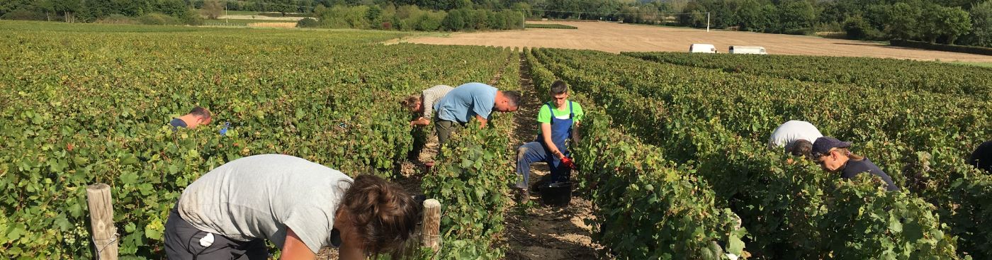 Soufre dans les vins bio : vrai ou faux ?
