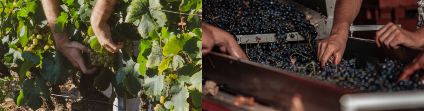 🍇 Vendanges manuelles vs mécaniques : la guerre des sécateurs