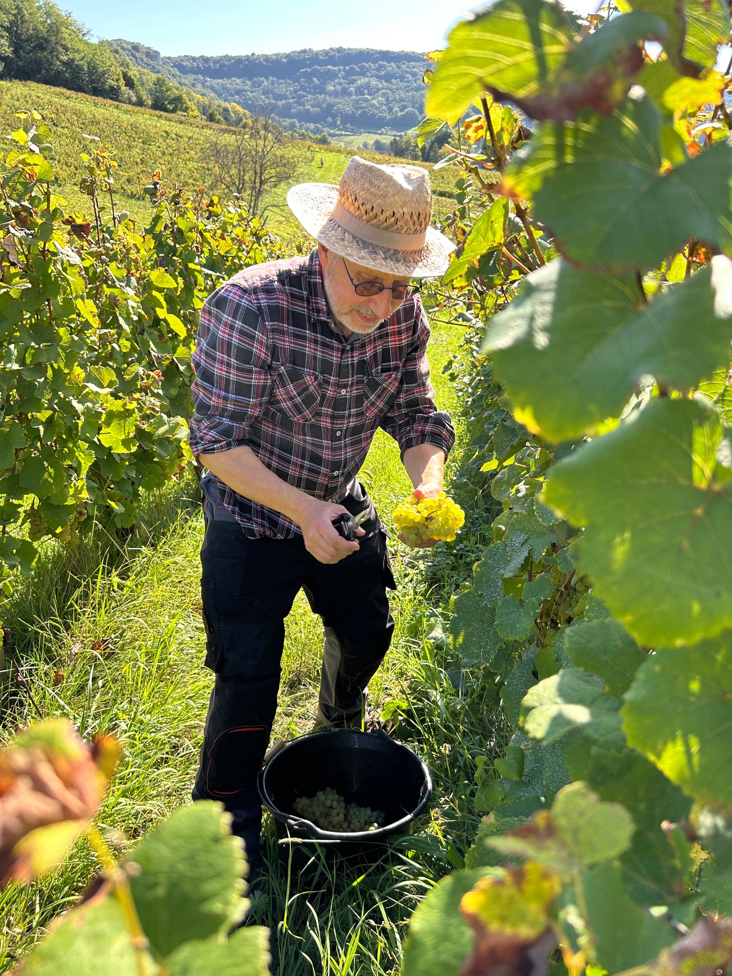 Domaine Philippe Chatillon