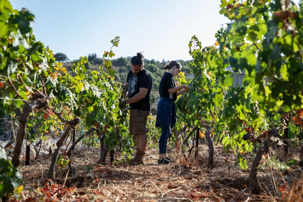 Sept Winery