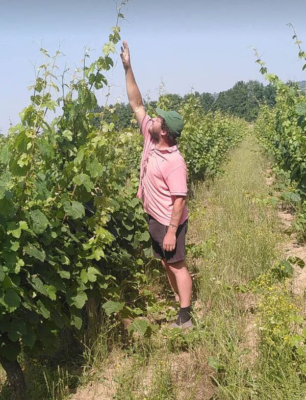 Lancement de cuvée, avec Danis dans la Vigne