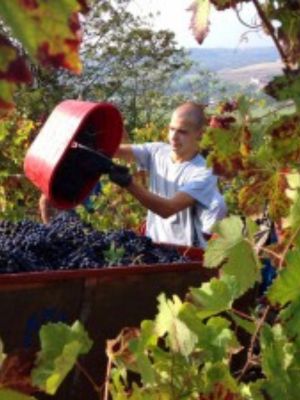 Domaine Vinci
