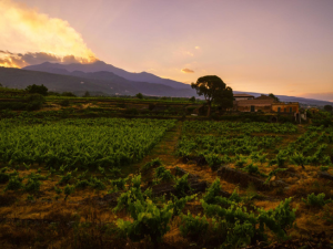 Dégustation Voyage en Italie
