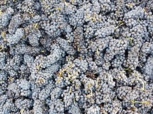Vignes du Fresche : dégustation avec le vigneron Alexandre Forge