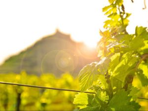 Dégustation de printemps version nature