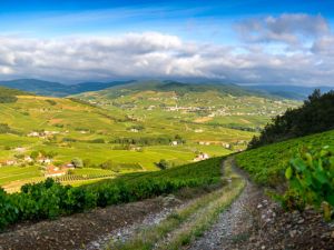 Dégustation Beaujolais Only