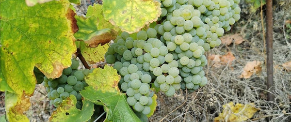 Domaine Julien Guillon