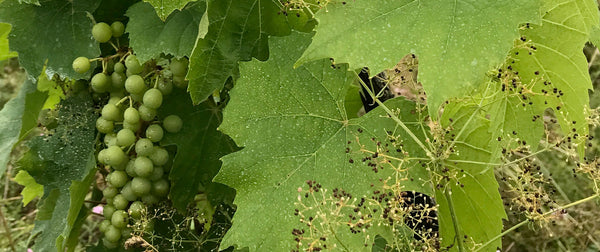 Domaine de la Gapette