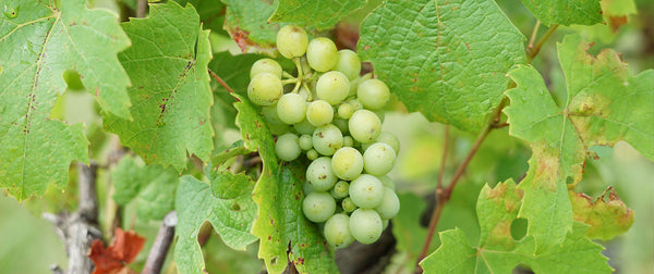 Vignoble de l’Arbre Blanc