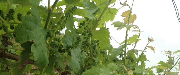 Les Vignes de Babass