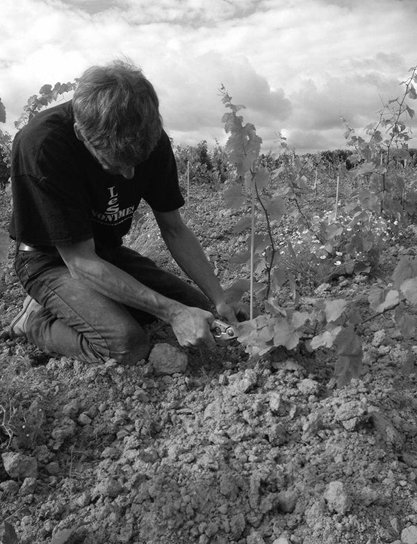 Les Vignes de Babass