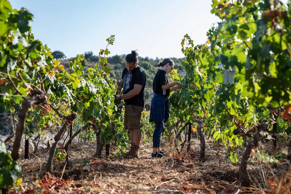 Sept Winery