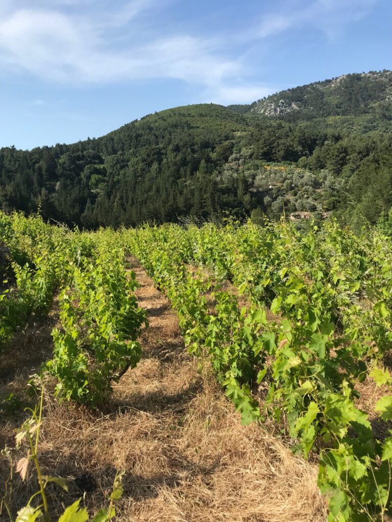 Foire aux vins mars 2024